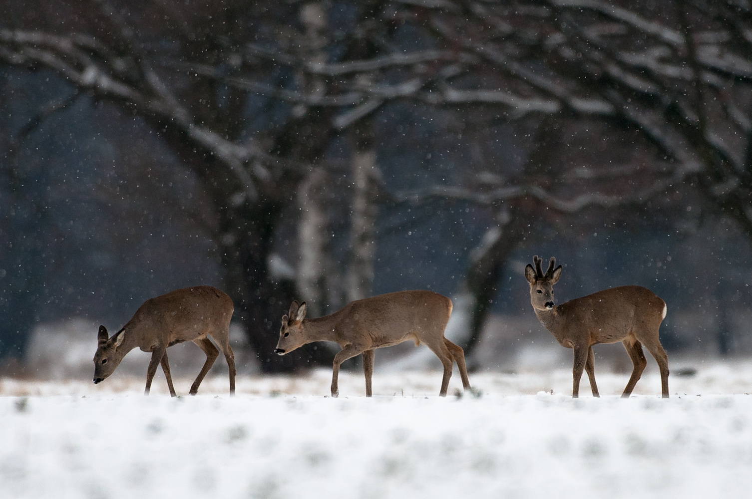 Reh im Schnee (Forum für Naturfotografen)