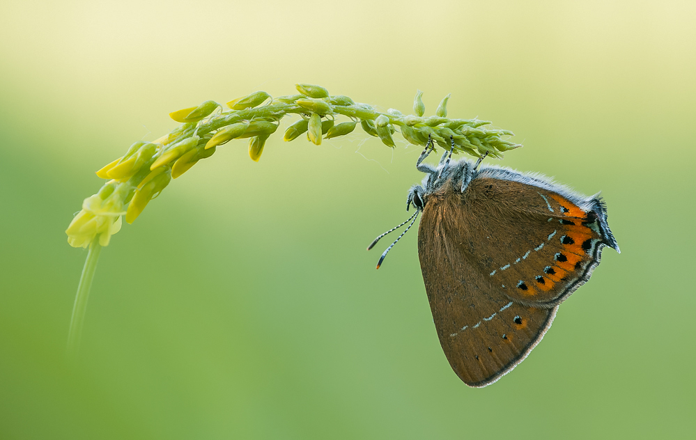"Satyrium pruni"