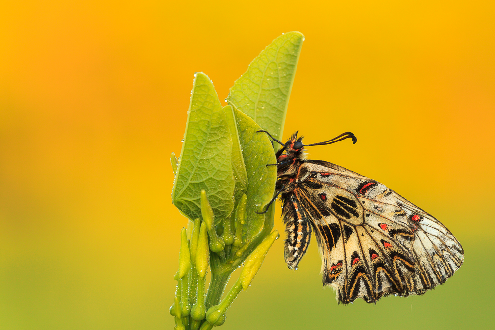 Southern Festoon - Osterluzei an Osterluzei