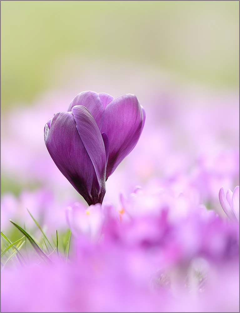 Zwei Riesen im Krokusfeld