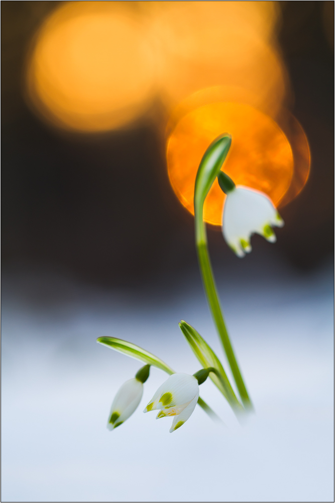 Märzenbecher (Leucojum vernum)