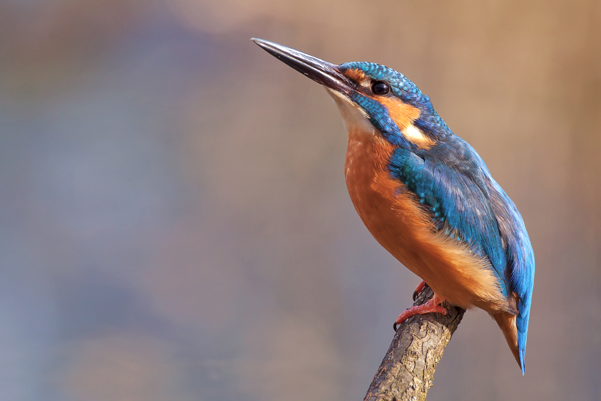 Eisvogel...