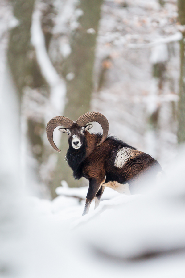 Muffelwidder im Schnee