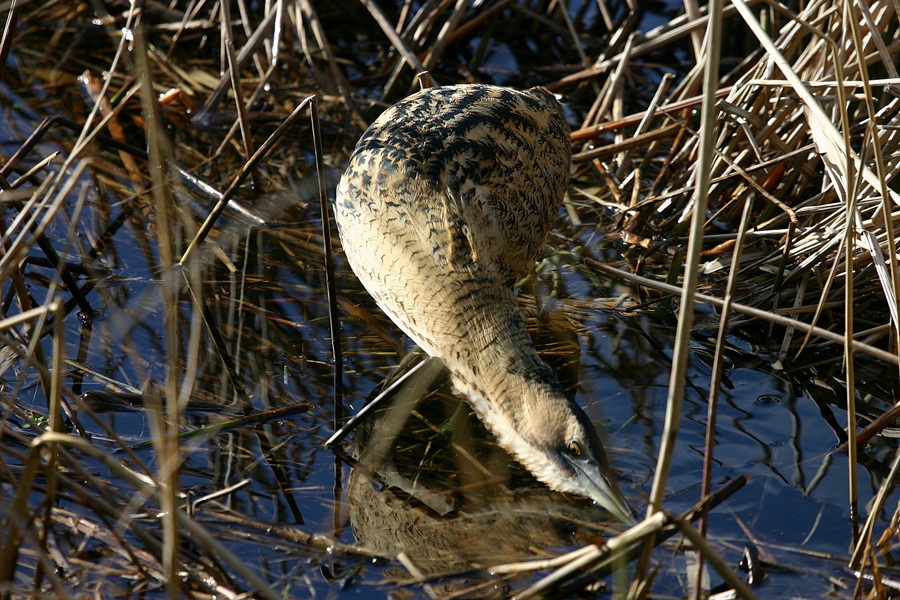 roordommel bei fischen