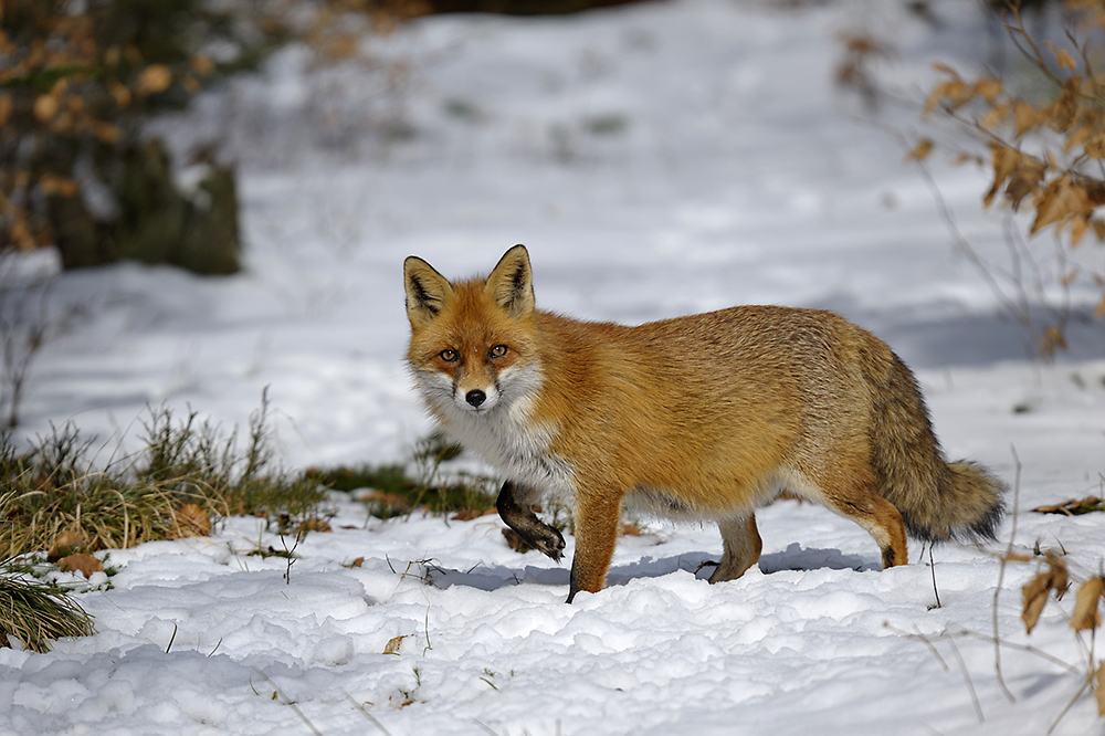 Rotfuchs im Schnee 3