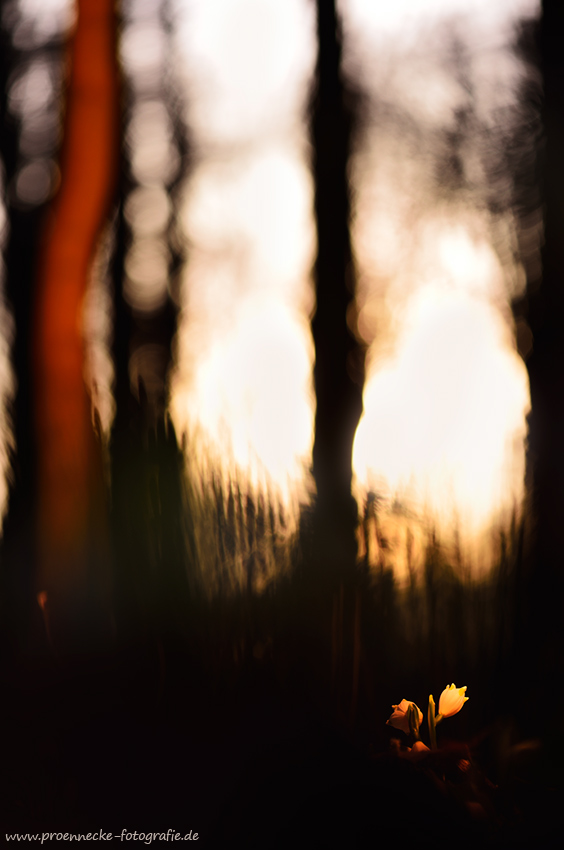 Spotlight