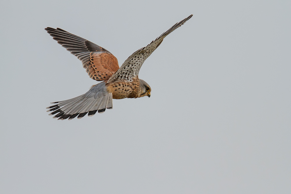 Turmfalke im Suchflug