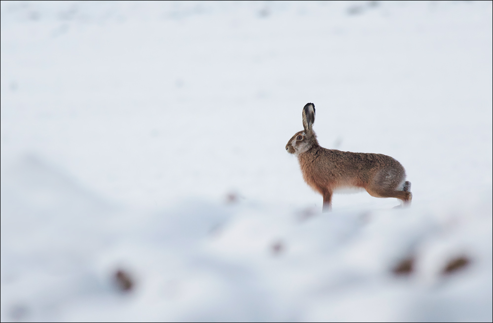 im letzten Schnee