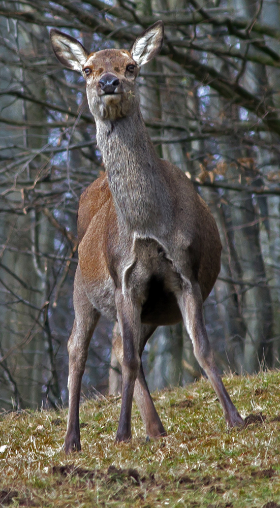 Hirschkuh