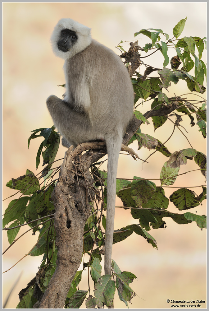 Hanuman-Langur (Semnopithecus)