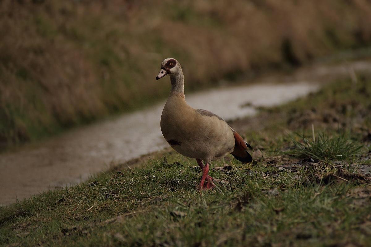 Nilgans