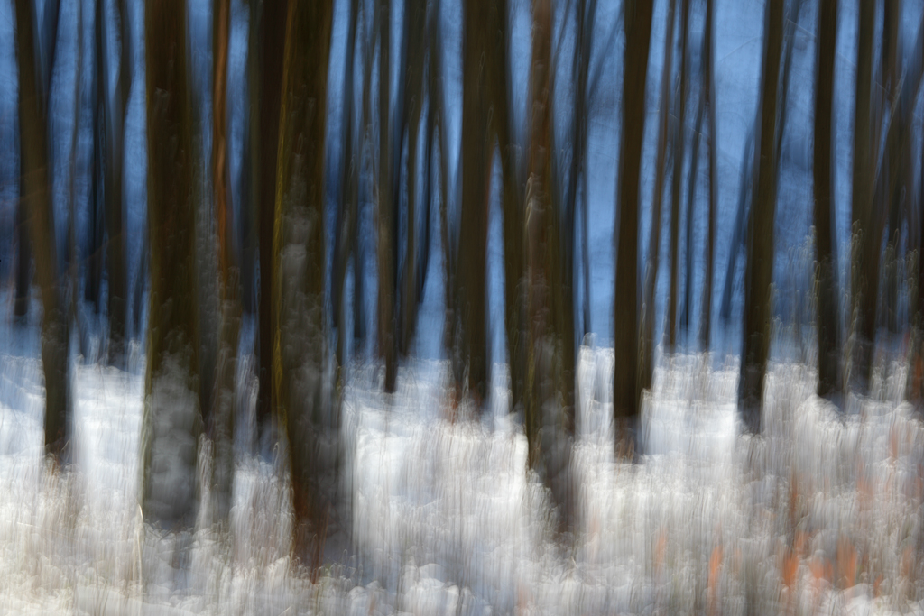 Blau weisser Winterwald