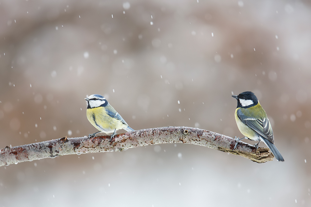 Zwei Meisenarten im Schneetreiben
