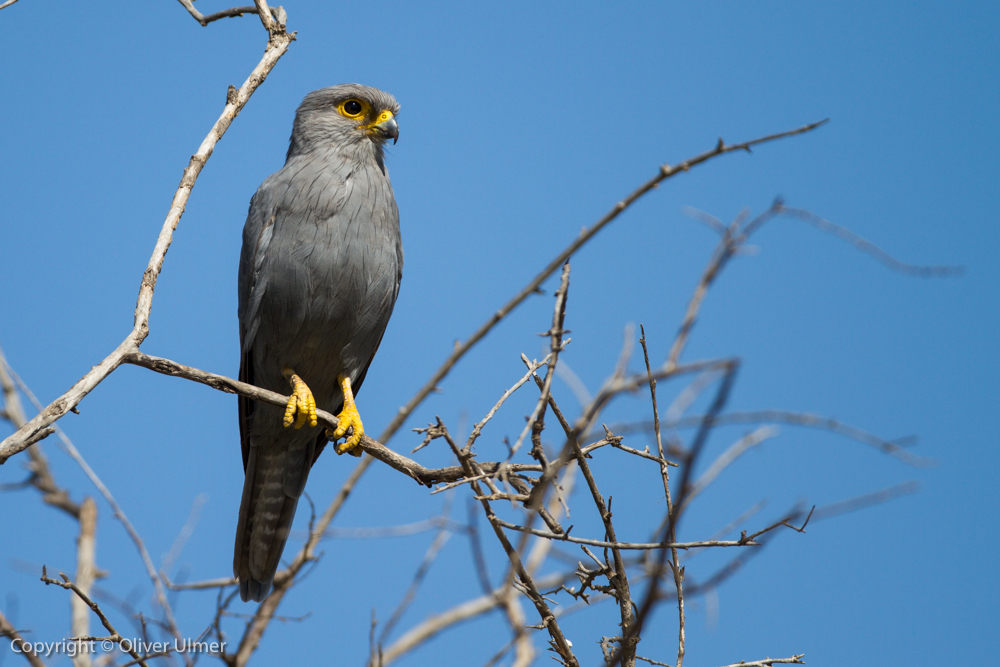 Graufalke ( Grey Kestrel)