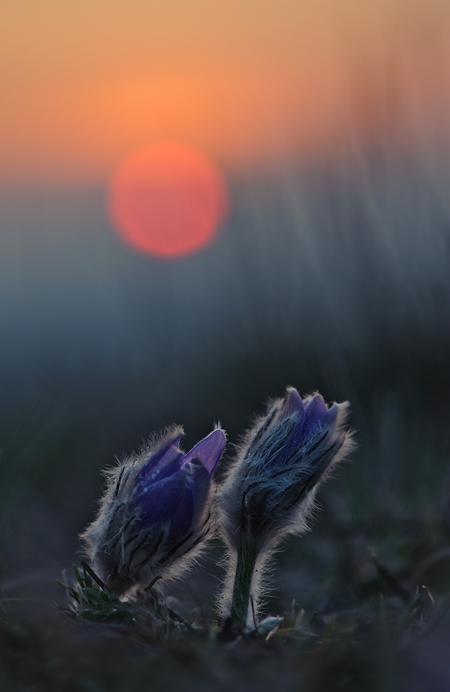 Sonnenaufgang auf der Heide,