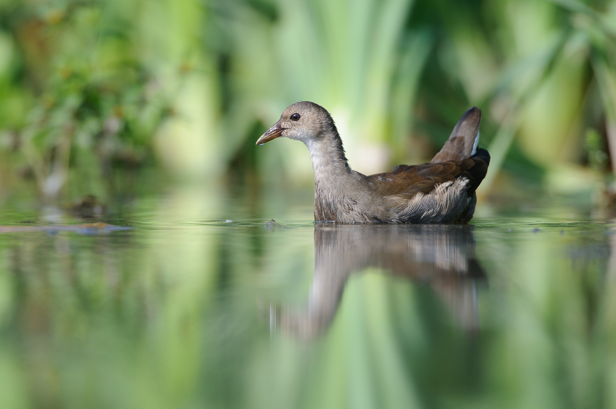 Teichhuhn (Gallinula chloropus)