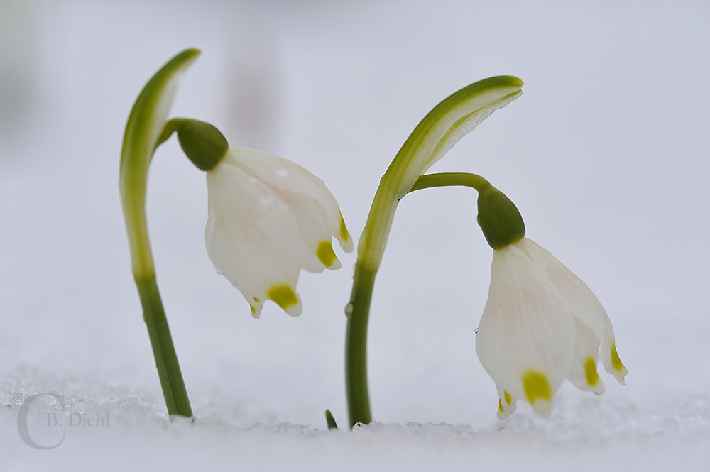 Märzenbecher im Schnee