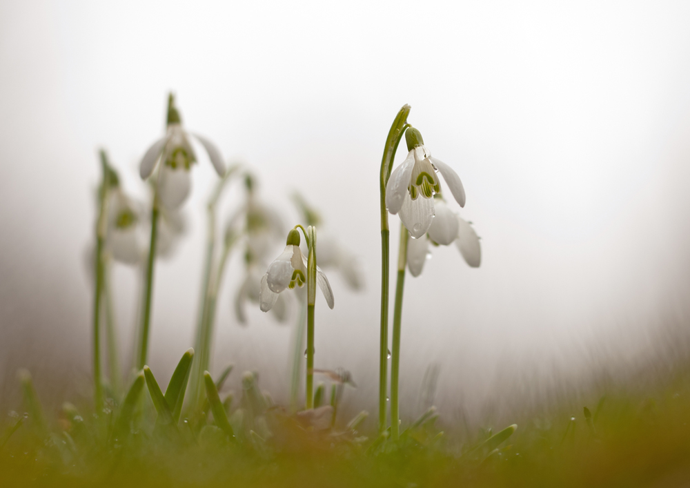 Schneegöckchen im Morgennebel II