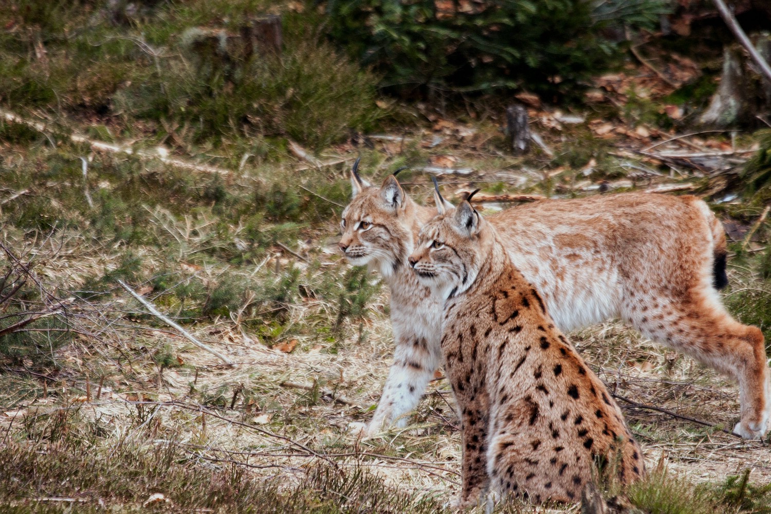 Neue Luchse im Nationalparkgehege Falkenstein