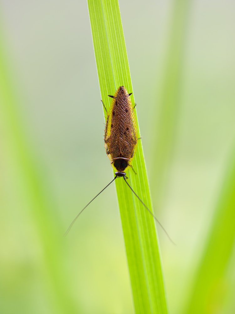 Lappländische Waldschabe