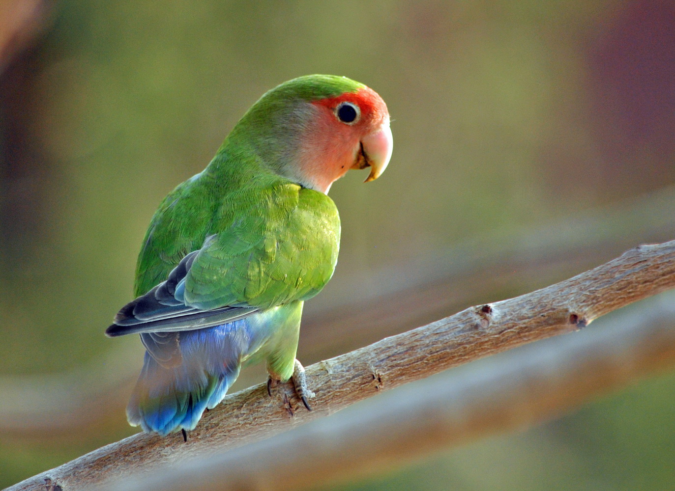 Lovebird