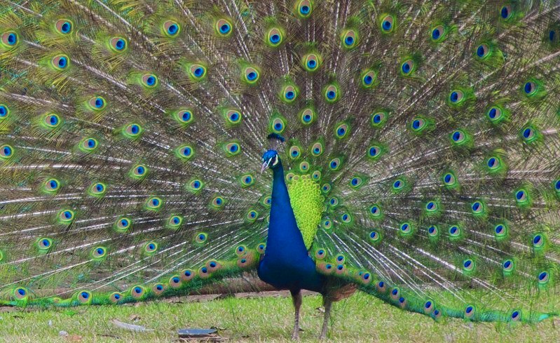 Pfau im Park