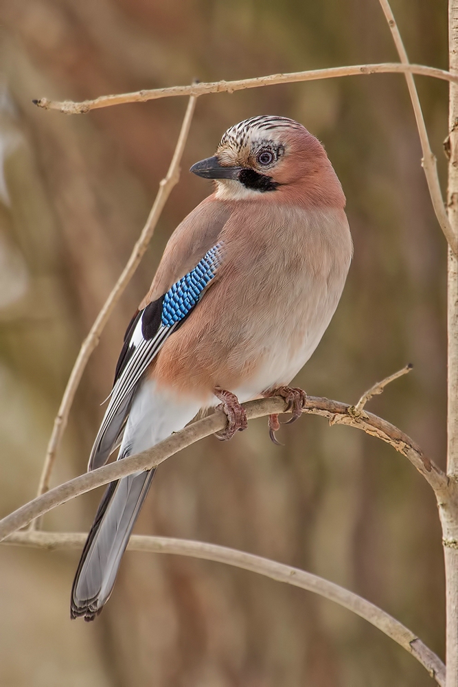 Eichelhäher (Garrulus glandarius)