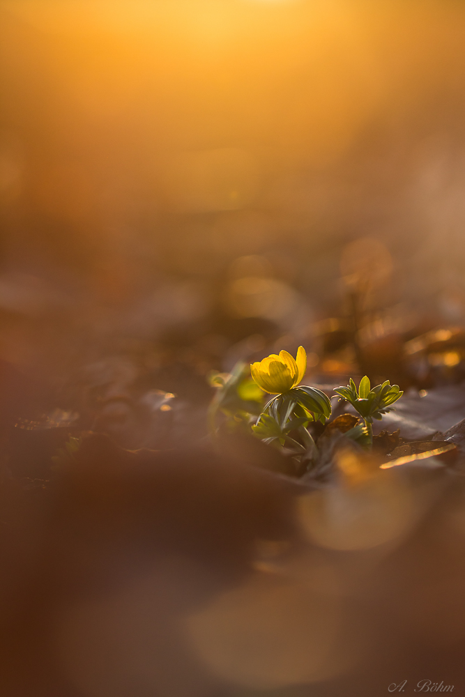 Das Wunder der Abendsonne...