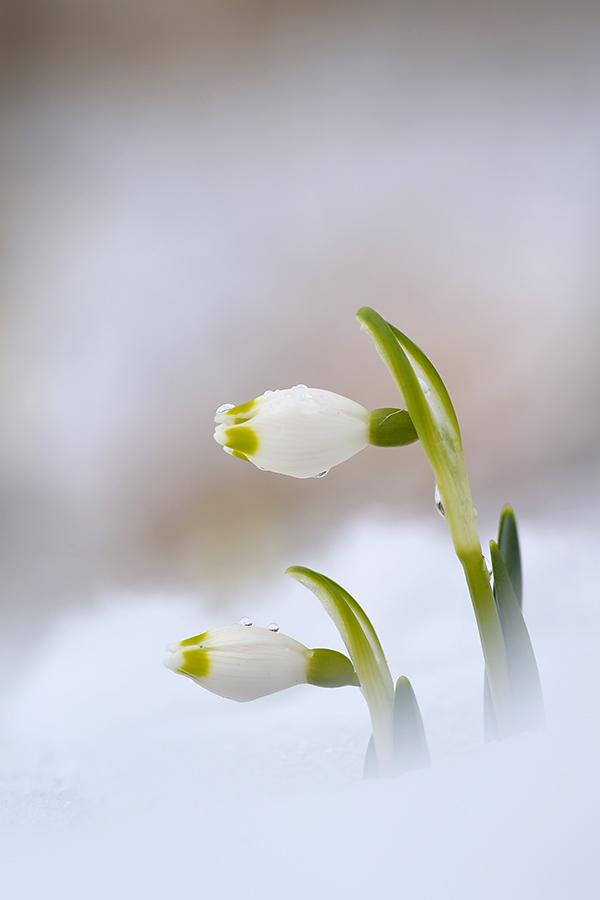Pärchen im Schnee