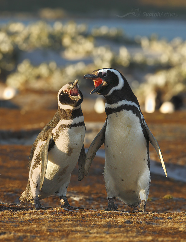 Magellan-Pinguin (Spheniscus magellanicus)