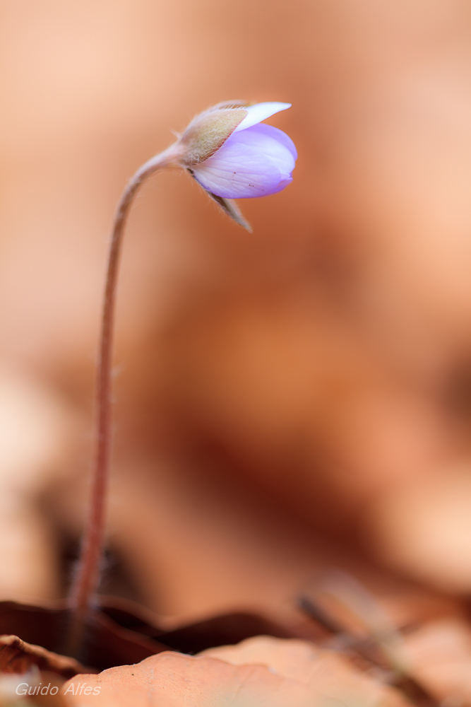 Ein einsames Leberblümchen