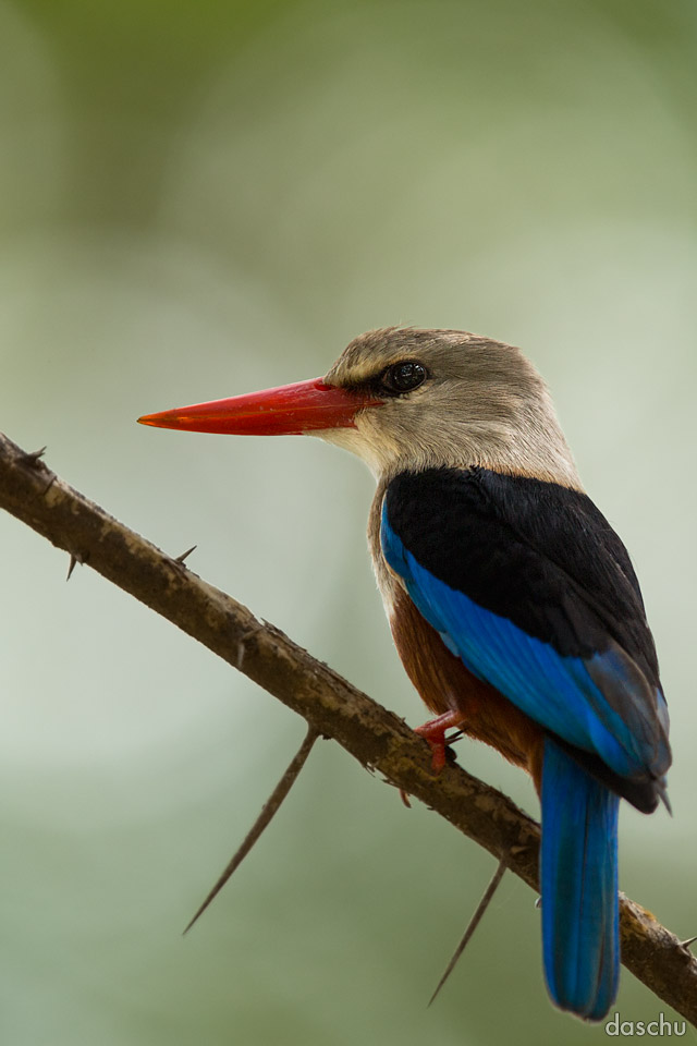 Graukopfliest / Grey-headed Kingfisher (Halcyon leucocephala)