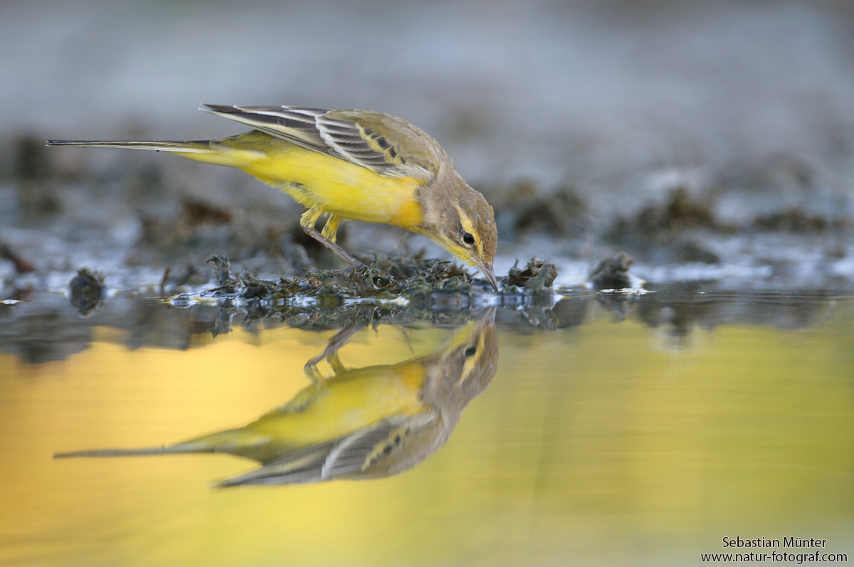 Schafstelze (Motacilla flava)