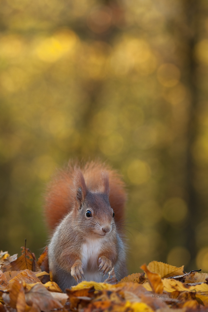 Eichhörnchen