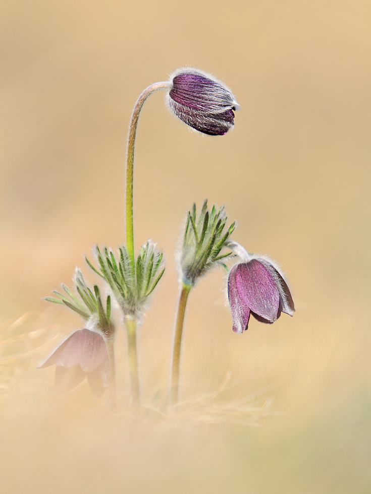 Pulsatilla Montana..