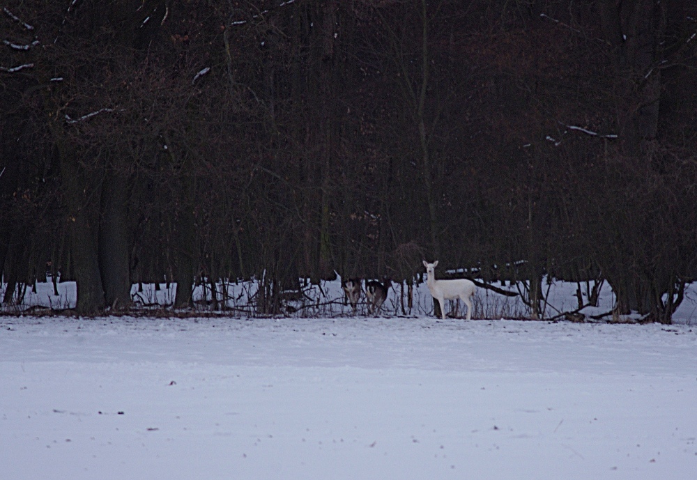 Albino Hirsch?
