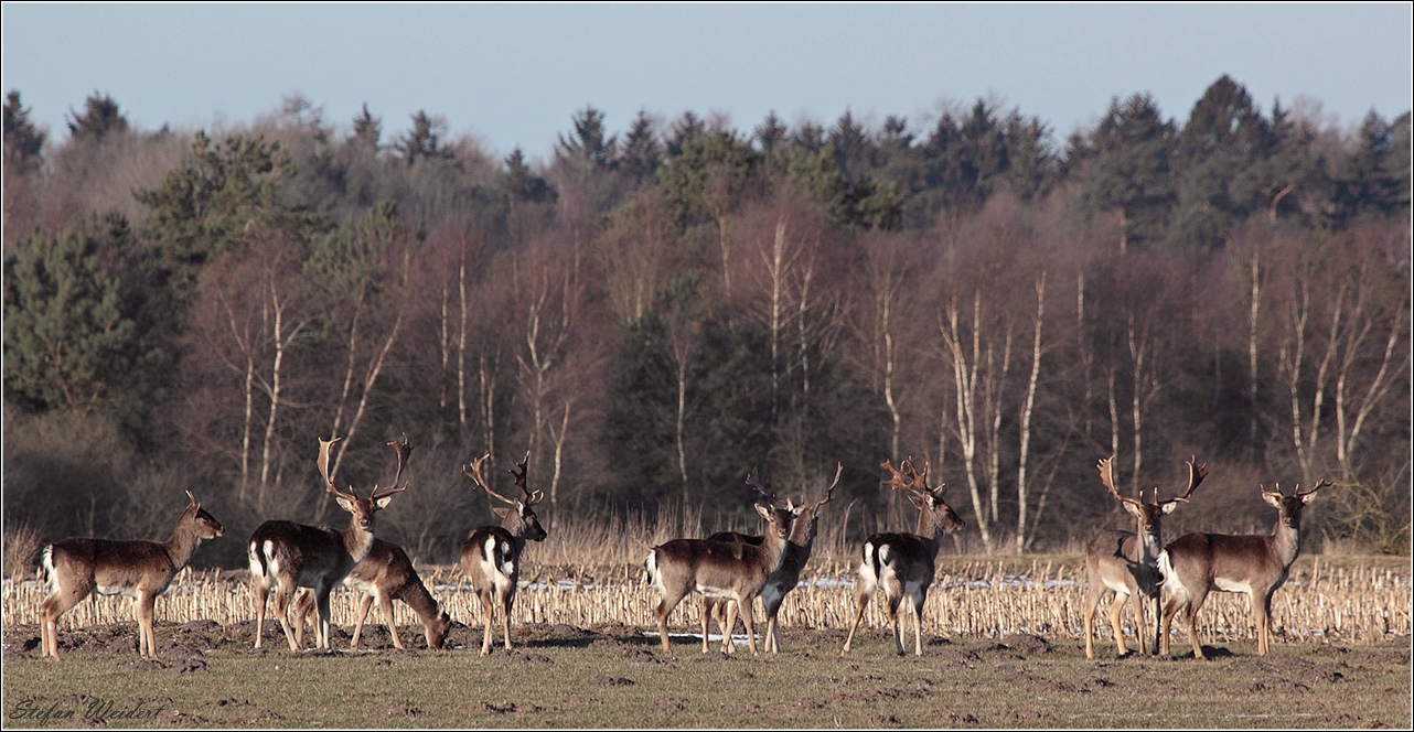 "Kleine Männerrunde von heute morgen"....