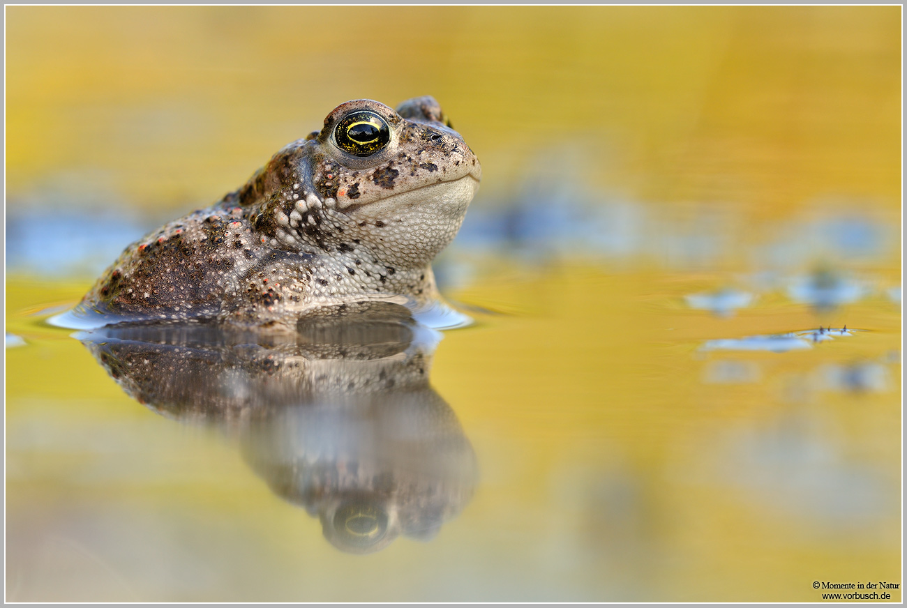 Kreuzkröte (Bufo calamita)