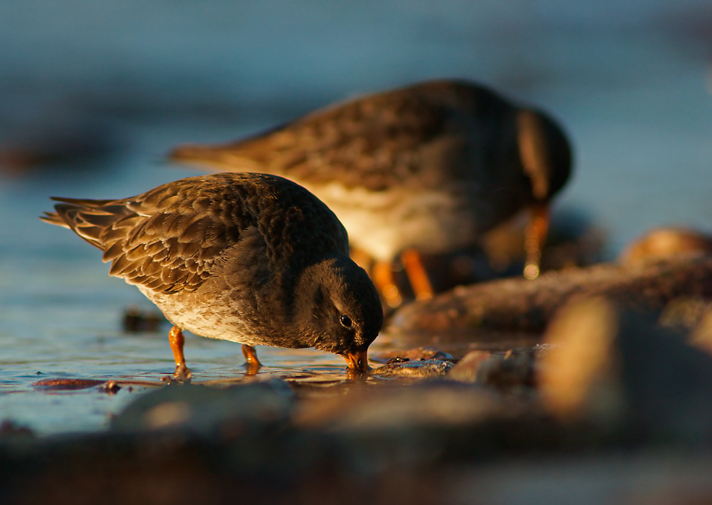 Meeresstrandläufer bei der Nahrungssuche