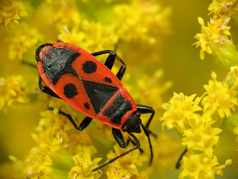 Gemeine Feuerwanze (Pyrrhocoris apterus)