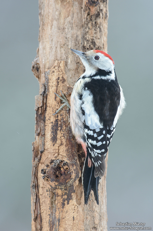 Mittelspecht (Dendrocopos medius)