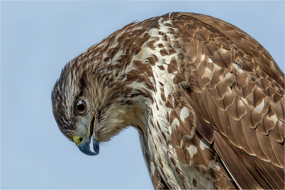 Mäusebussard (Buteo buteo)