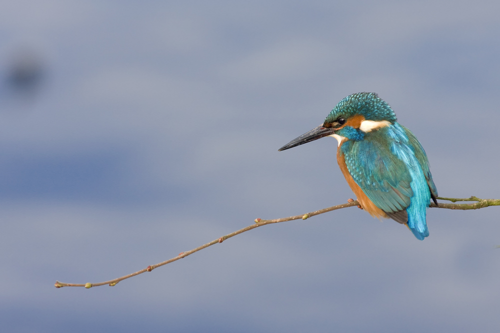 Eisvogel aus dem Ruhrgebiet