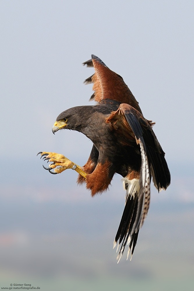 Harris Hawk 2 (Forum für Naturfotografen)