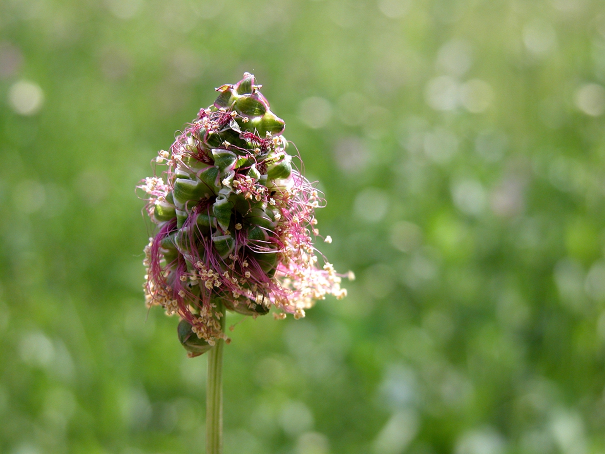 Großer Wiesenknopf im Wind