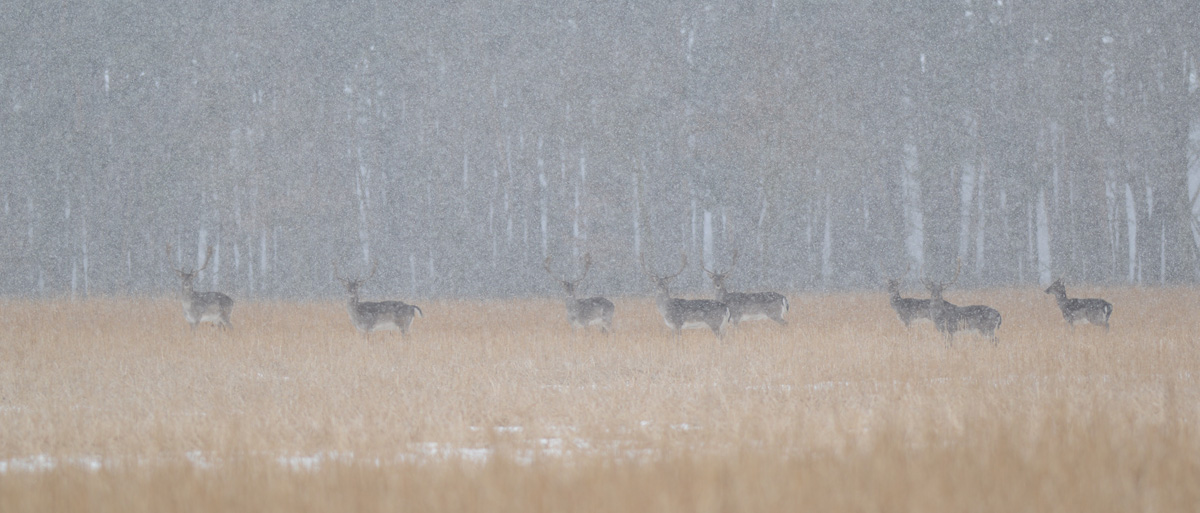 Damhirsche im Schneetreiben