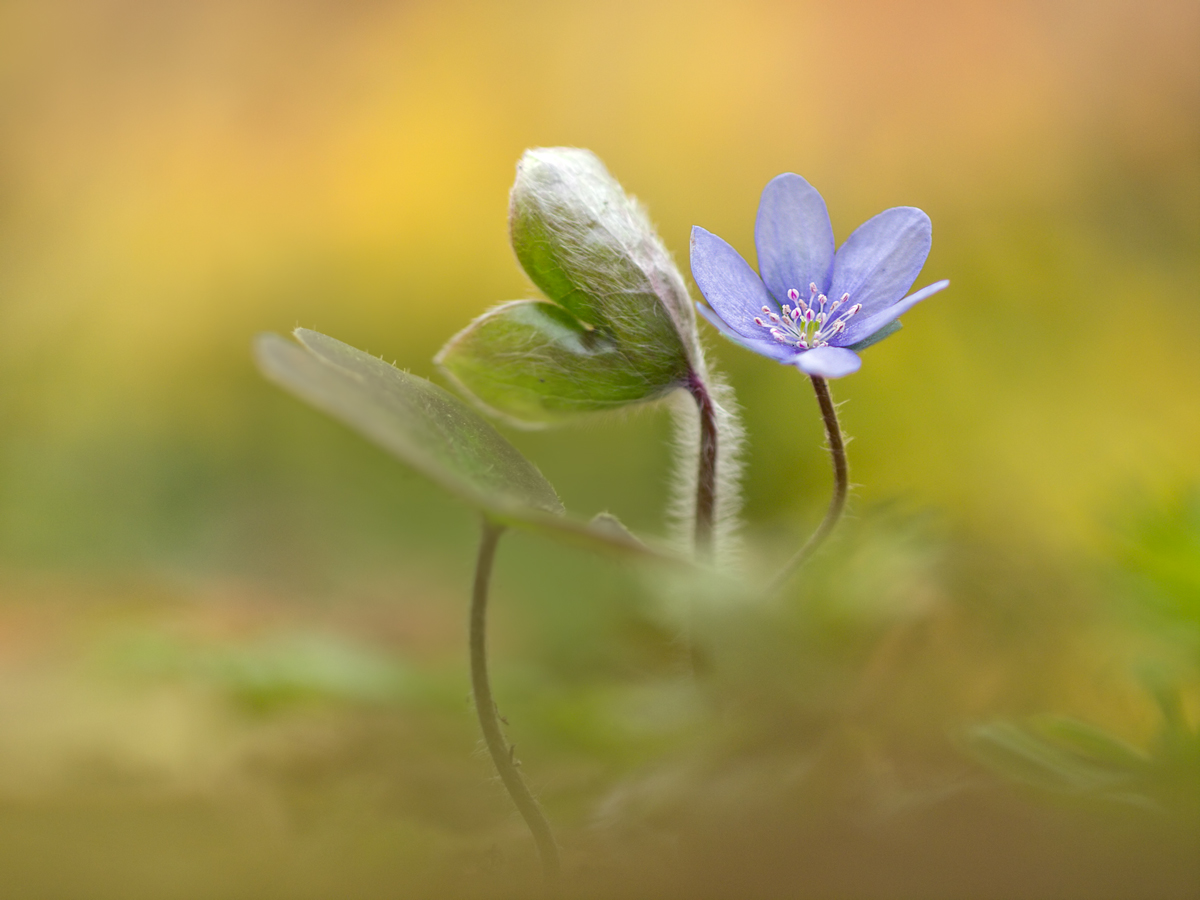Leberblümchen