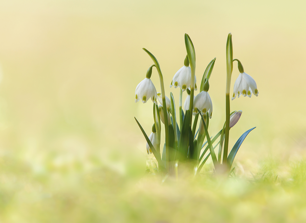 Frühling..