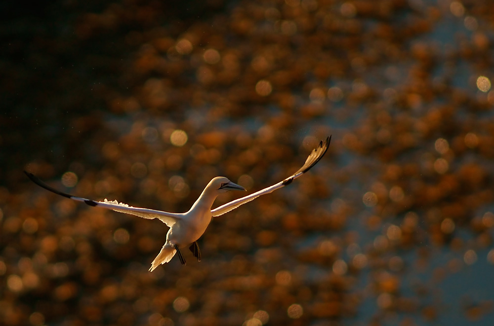 Basstölpel beim Anflug