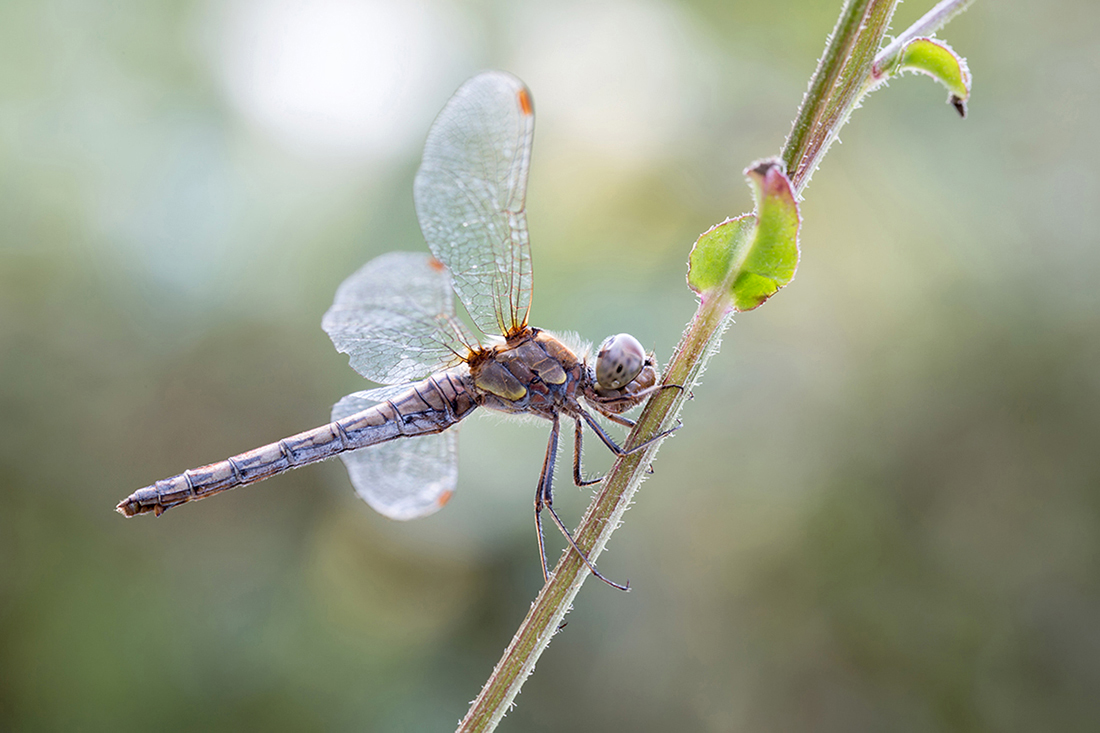 Libelle